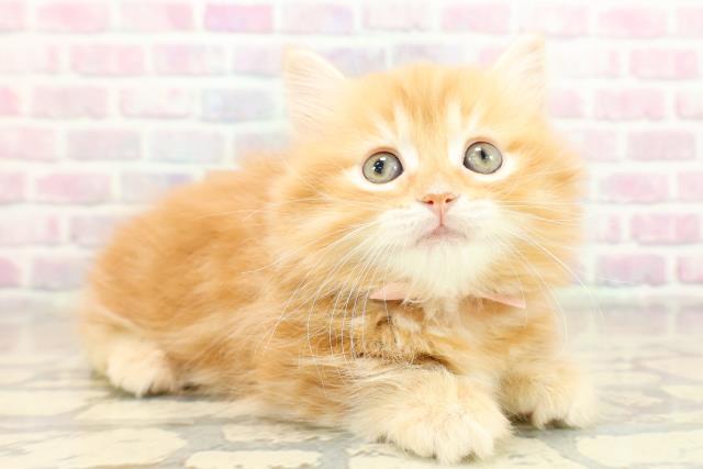 山梨県のマンチカン (Coo&RIKU甲府昭和通り店/2025年11月6日生まれ/女の子/レッドタビー)の子猫の3枚目の画像