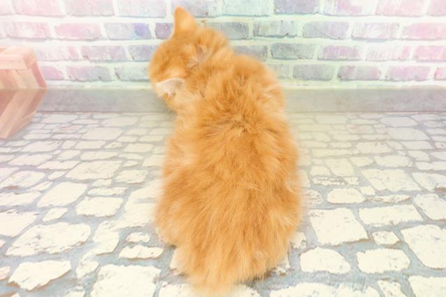 山梨県のマンチカン (Coo&RIKU甲府昭和通り店/2025年11月6日生まれ/女の子/レッドタビー)の子猫の4枚目の画像