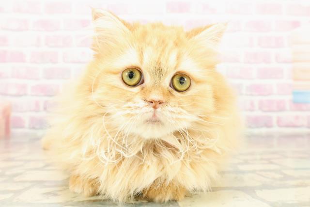 東京都のマンチカン (Coo&RIKU東久留米店/2025年7月23日生まれ/女の子/レッドタビー)の子猫の1枚目の画像