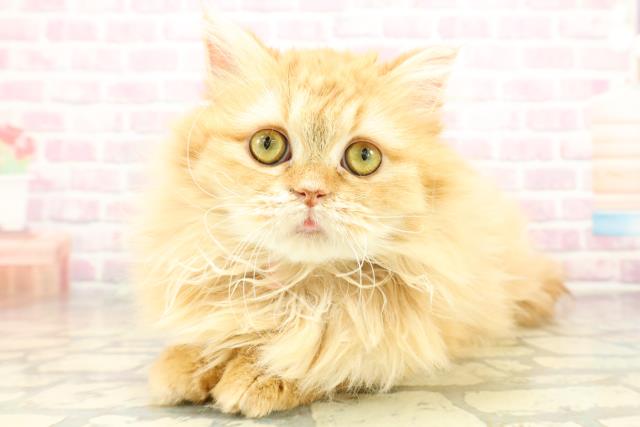 東京都のマンチカン (Coo&RIKU東久留米店/2025年7月23日生まれ/女の子/レッドタビー)の子猫の2枚目の画像