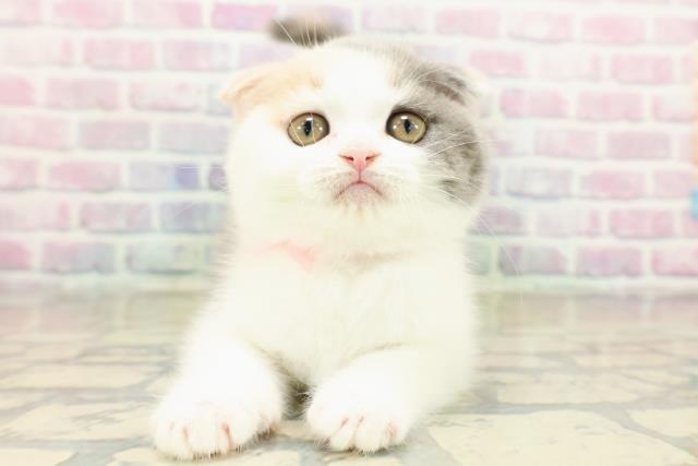 東京都のスコティッシュフォールド (Coo&RIKU高円寺店/2025年11月10日生まれ/女の子/ダイリュートキャリコ)の子猫の1枚目の画像