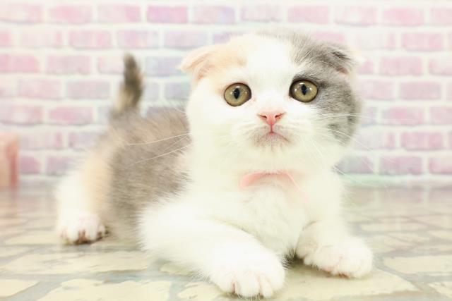 東京都のスコティッシュフォールド (Coo&RIKU高円寺店/2025年11月10日生まれ/女の子/ダイリュートキャリコ)の子猫の3枚目の画像