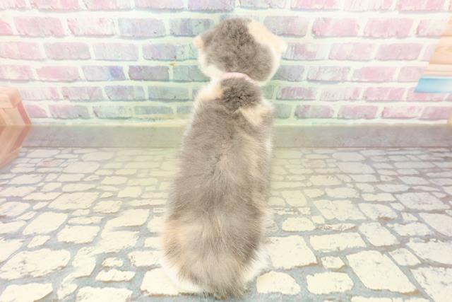 東京都のスコティッシュフォールド (Coo&RIKU高円寺店/2025年11月10日生まれ/女の子/ダイリュートキャリコ)の子猫の4枚目の画像