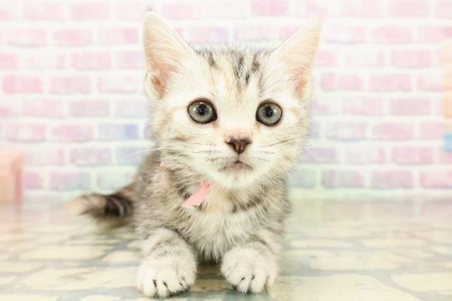 神奈川県のスコティッシュフォールド (Coo&RIKU江の島店/2025年11月8日生まれ/女の子/シルバーパッチドタビー)の子猫の1枚目の画像