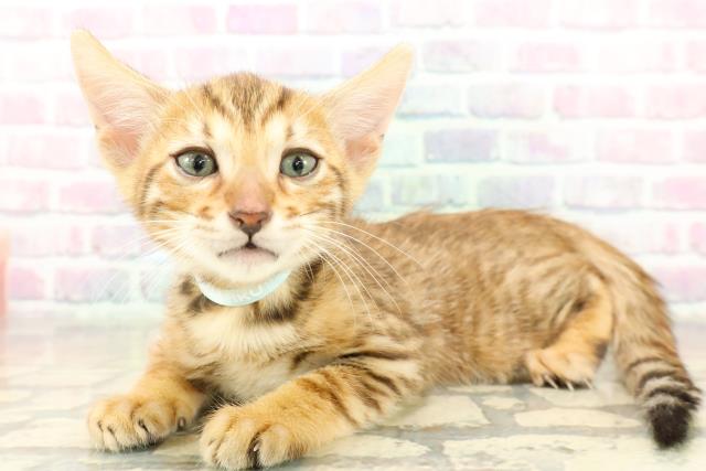 東京都のベンガル (Coo&RIKU新宿三丁目店/2025年11月10日生まれ/男の子/ブラウンスポットタビー)の子猫の2枚目の画像