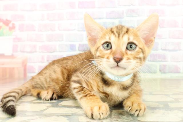 東京都のベンガル (Coo&RIKU新宿三丁目店/2025年11月10日生まれ/男の子/ブラウンスポットタビー)の子猫の3枚目の画像