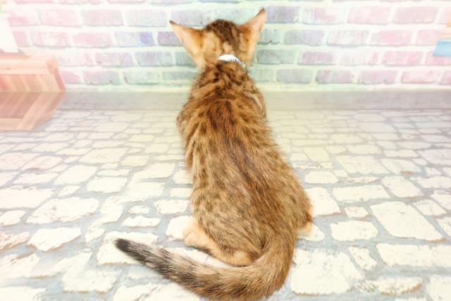 東京都のベンガル (Coo&RIKU新宿三丁目店/2025年11月10日生まれ/男の子/ブラウンスポットタビー)の子猫の4枚目の画像