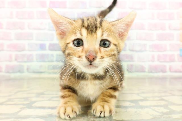 東京都のベンガル (Coo&RIKU三軒茶屋店/2025年11月10日生まれ/男の子/ブラウンマーブルタビー)の子猫の1枚目の画像