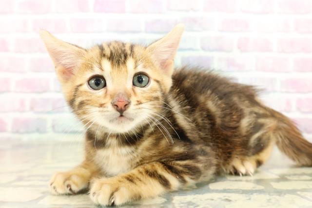 東京都のベンガル (Coo&RIKU三軒茶屋店/2025年11月10日生まれ/男の子/ブラウンマーブルタビー)の子猫の2枚目の画像