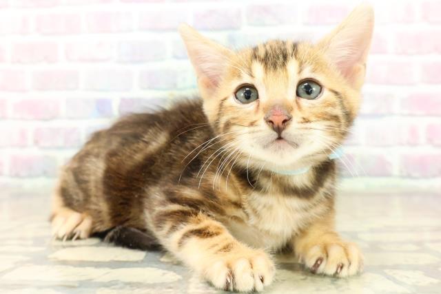 東京都のベンガル (Coo&RIKU三軒茶屋店/2025年11月10日生まれ/男の子/ブラウンマーブルタビー)の子猫の3枚目の画像