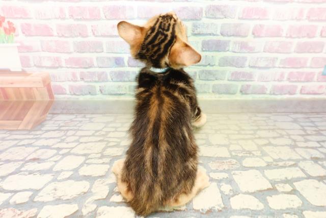 東京都のベンガル (Coo&RIKU三軒茶屋店/2025年11月10日生まれ/男の子/ブラウンマーブルタビー)の子猫の4枚目の画像