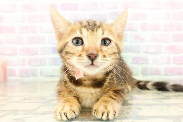 埼玉県のベンガル (Coo&RIKU所沢店/2025年11月10日生まれ/女の子/ブラウンマーブルタビー)の子猫の1枚目の画像