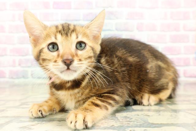 埼玉県のベンガル (Coo&RIKU所沢店/2025年11月10日生まれ/女の子/ブラウンマーブルタビー)の子猫の2枚目の画像