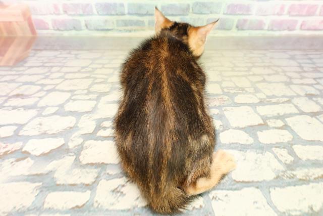 埼玉県のベンガル (Coo&RIKU所沢店/2025年11月10日生まれ/女の子/ブラウンマーブルタビー)の子猫の4枚目の画像