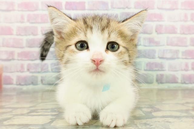 埼玉県のミヌエット (Coo&RIKUヤオコー幸手店/2025年11月11日生まれ/男の子/ブラウンタビーホワイト)の子猫の1枚目の画像