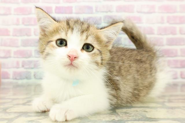 埼玉県のミヌエット (Coo&RIKUヤオコー幸手店/2025年11月11日生まれ/男の子/ブラウンタビーホワイト)の子猫の2枚目の画像