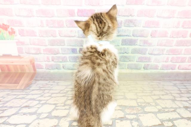 埼玉県のミヌエット (Coo&RIKUヤオコー幸手店/2025年11月11日生まれ/男の子/ブラウンタビーホワイト)の子猫の4枚目の画像