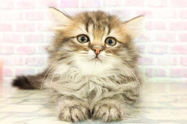 茨城県のミヌエット (Coo&RIKUコメリパワーつくば西店/2025年11月11日生まれ/女の子/ブラウンタビー)の子猫の1枚目の画像