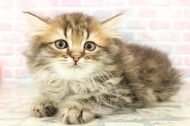 茨城県のミヌエット (Coo&RIKUコメリパワーつくば西店/2025年11月11日生まれ/女の子/ブラウンタビー)の子猫の2枚目の画像