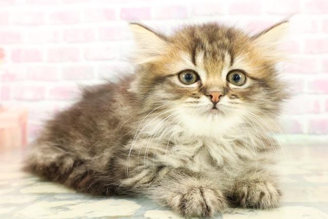 茨城県のミヌエット (Coo&RIKUコメリパワーつくば西店/2025年11月11日生まれ/女の子/ブラウンタビー)の子猫の3枚目の画像