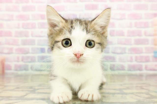 埼玉県のミヌエット (Coo&RIKU所沢店/2025年11月11日生まれ/男の子/ブラウンタビーホワイト)の子猫の1枚目の画像