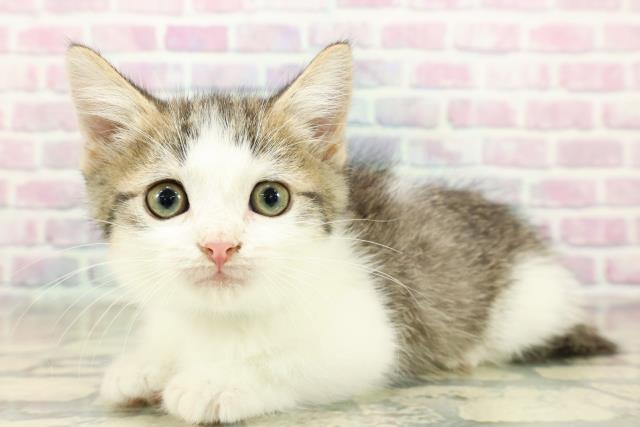 埼玉県のミヌエット (Coo&RIKU所沢店/2025年11月11日生まれ/男の子/ブラウンタビーホワイト)の子猫の2枚目の画像