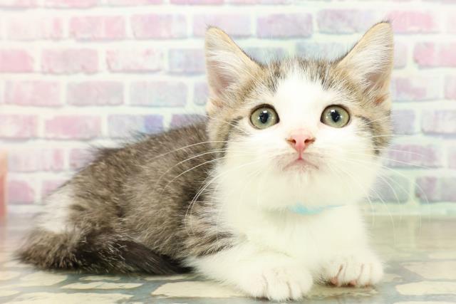 埼玉県のミヌエット (Coo&RIKU所沢店/2025年11月11日生まれ/男の子/ブラウンタビーホワイト)の子猫の3枚目の画像