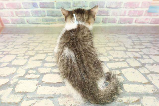 埼玉県のミヌエット (Coo&RIKU所沢店/2025年11月11日生まれ/男の子/ブラウンタビーホワイト)の子猫の4枚目の画像