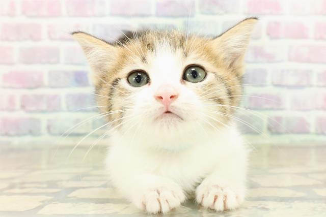 東京都のミヌエット (Coo&RIKU練馬店/2025年11月11日生まれ/男の子/ブラウンタビーホワイト)の子猫の1枚目の画像