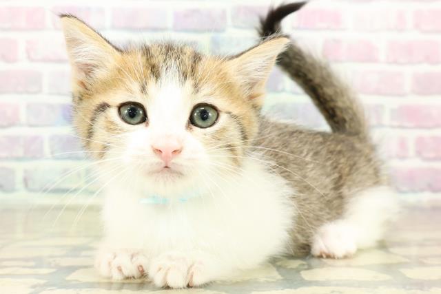 東京都のミヌエット (Coo&RIKU練馬店/2025年11月11日生まれ/男の子/ブラウンタビーホワイト)の子猫の2枚目の画像