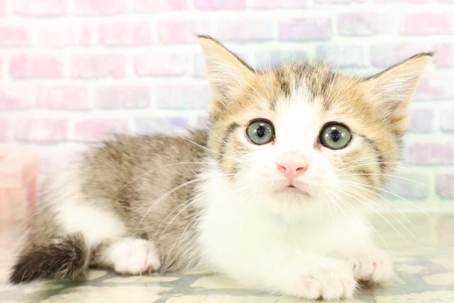 東京都のミヌエット (Coo&RIKU練馬店/2025年11月11日生まれ/男の子/ブラウンタビーホワイト)の子猫の3枚目の画像