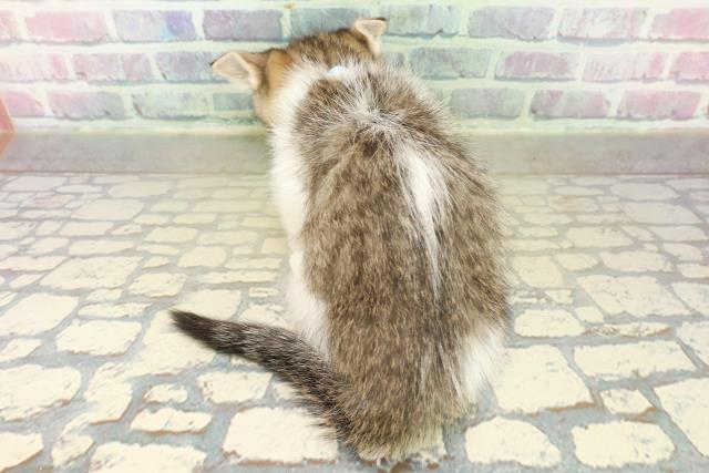 東京都のミヌエット (Coo&RIKU練馬店/2025年11月11日生まれ/男の子/ブラウンタビーホワイト)の子猫の4枚目の画像