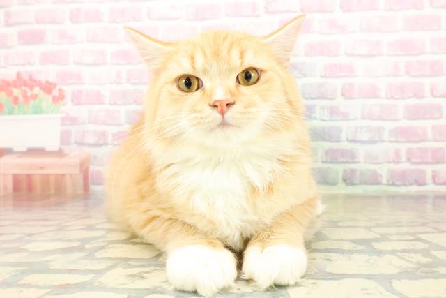 茨城県のラガマフィン (Coo&RIKU牛久店/2025年7月29日生まれ/男の子/レッドタビーホワイト)の子猫の1枚目の画像