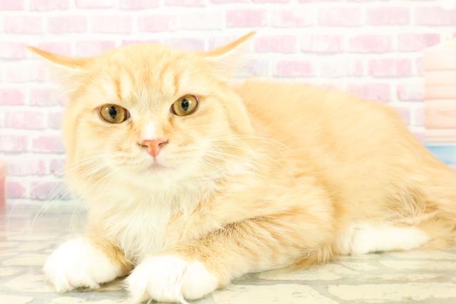 茨城県のラガマフィン (Coo&RIKU牛久店/2025年7月29日生まれ/男の子/レッドタビーホワイト)の子猫の2枚目の画像