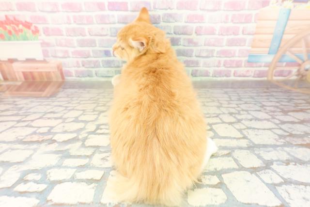 茨城県のラガマフィン (Coo&RIKU牛久店/2025年7月29日生まれ/男の子/レッドタビーホワイト)の子猫の4枚目の画像