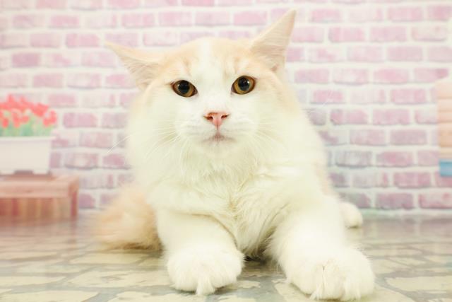 神奈川県のラガマフィン (Coo&RIKU横浜港南台店/2025年7月29日生まれ/男の子/クリームタビーホワイト)の子猫の1枚目の画像