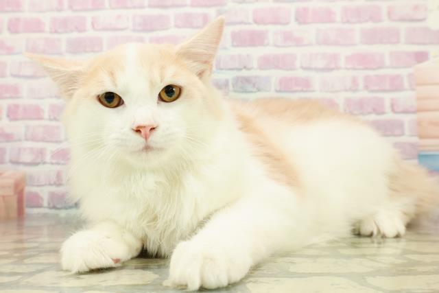 神奈川県のラガマフィン (Coo&RIKU横浜港南台店/2025年7月29日生まれ/男の子/クリームタビーホワイト)の子猫の2枚目の画像