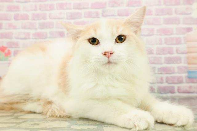 神奈川県のラガマフィン (Coo&RIKU横浜港南台店/2025年7月29日生まれ/男の子/クリームタビーホワイト)の子猫の3枚目の画像