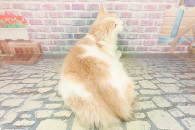 神奈川県のラガマフィン (Coo&RIKU横浜港南台店/2025年7月29日生まれ/男の子/クリームタビーホワイト)の子猫の4枚目の画像