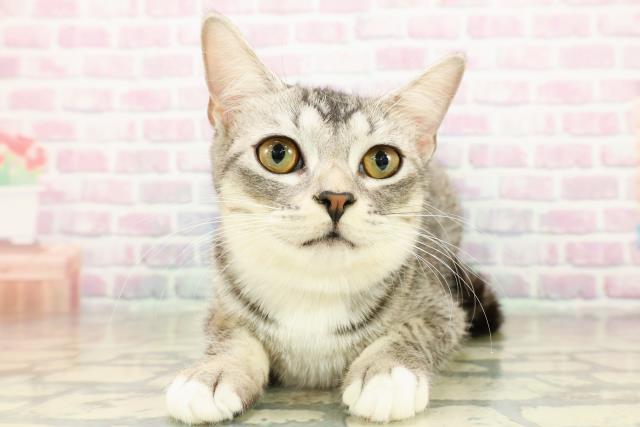 茨城県のマンチカン (Coo&RIKU牛久店/2025年6月21日生まれ/女の子/シルバータビーホワイト)の子猫の1枚目の画像