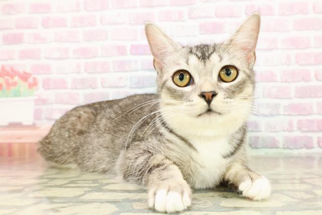 茨城県のマンチカン (Coo&RIKU牛久店/2025年6月21日生まれ/女の子/シルバータビーホワイト)の子猫の3枚目の画像