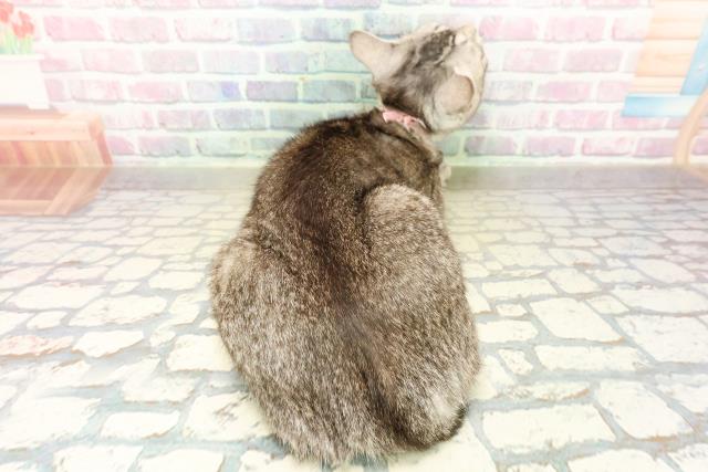 茨城県のマンチカン (Coo&RIKU牛久店/2025年6月21日生まれ/女の子/シルバータビーホワイト)の子猫の4枚目の画像