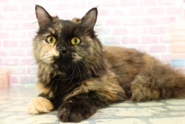 東京都のサイベリアン (Coo&RIKU板橋店/2025年5月29日生まれ/女の子/トーティー)の子猫の2枚目の画像