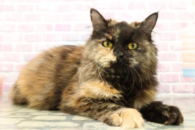 東京都のサイベリアン (Coo&RIKU板橋店/2025年5月29日生まれ/女の子/トーティー)の子猫の3枚目の画像