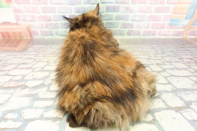 東京都のサイベリアン (Coo&RIKU板橋店/2025年5月29日生まれ/女の子/トーティー)の子猫の4枚目の画像