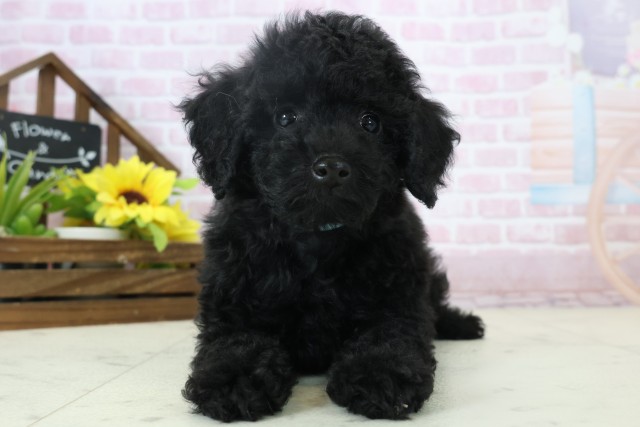 トイ・プードル