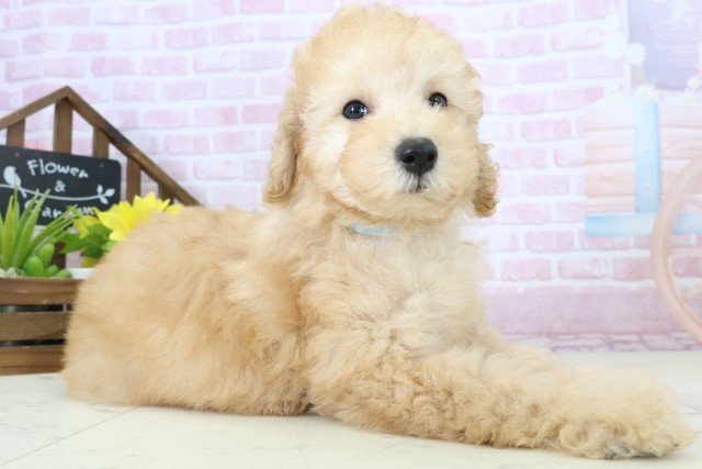 福岡県のトイプードル(トイ) (Coo&RIKU黒崎店/2025年11月11日生まれ/男の子/オレンジフォーン)の子犬の2枚目の画像