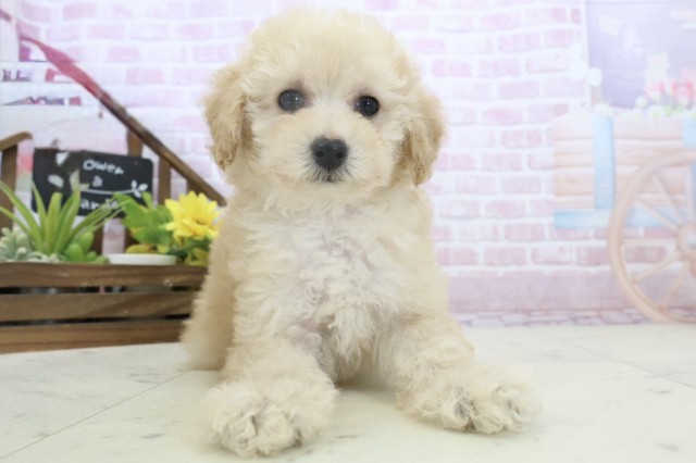 福岡県のトイプードル(トイ) (Coo&RIKU福岡東店/2025年11月11日生まれ/男の子/オレンジフォーン)の子犬の1枚目の画像