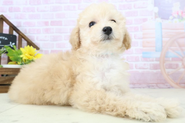 福岡県のトイプードル(トイ) (Coo&RIKU福岡東店/2025年11月11日生まれ/男の子/オレンジフォーン)の子犬の2枚目の画像