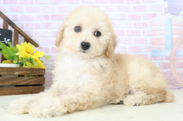 福岡県のトイプードル(トイ) (Coo&RIKU福岡東店/2025年11月11日生まれ/男の子/オレンジフォーン)の子犬の3枚目の画像